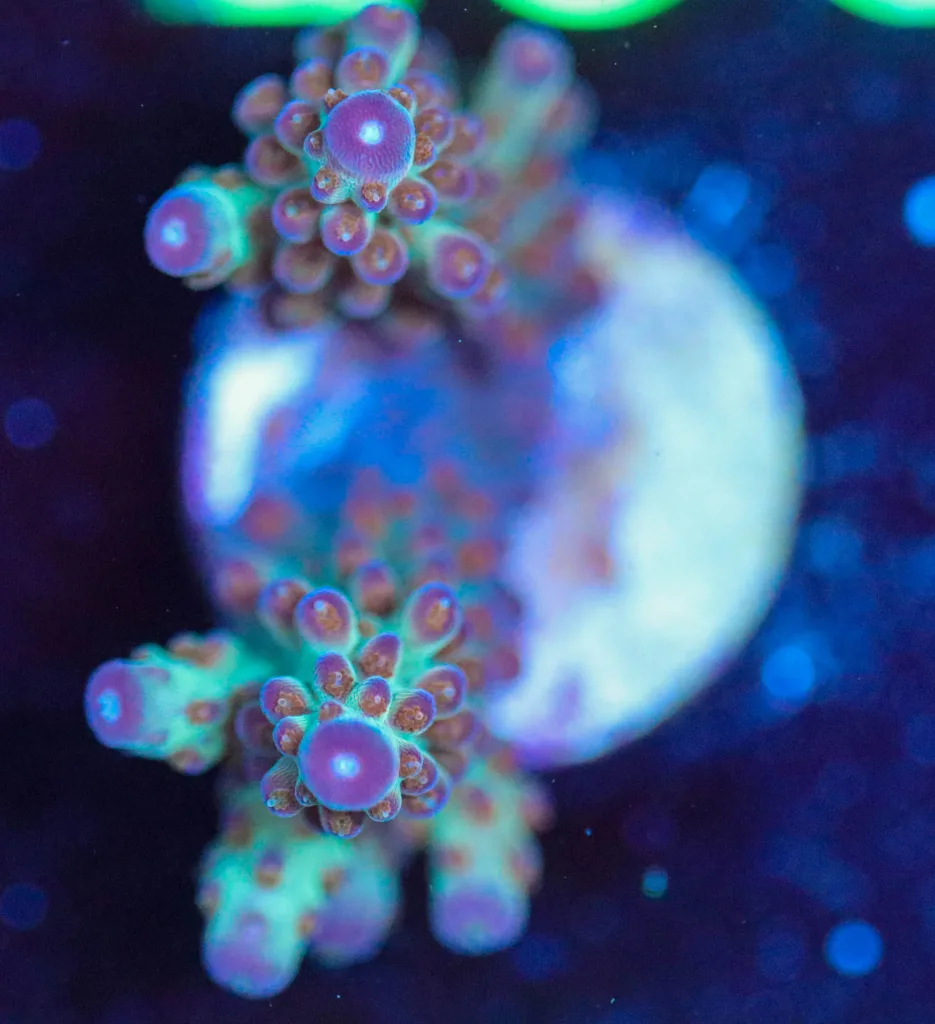 Frag Box Corals