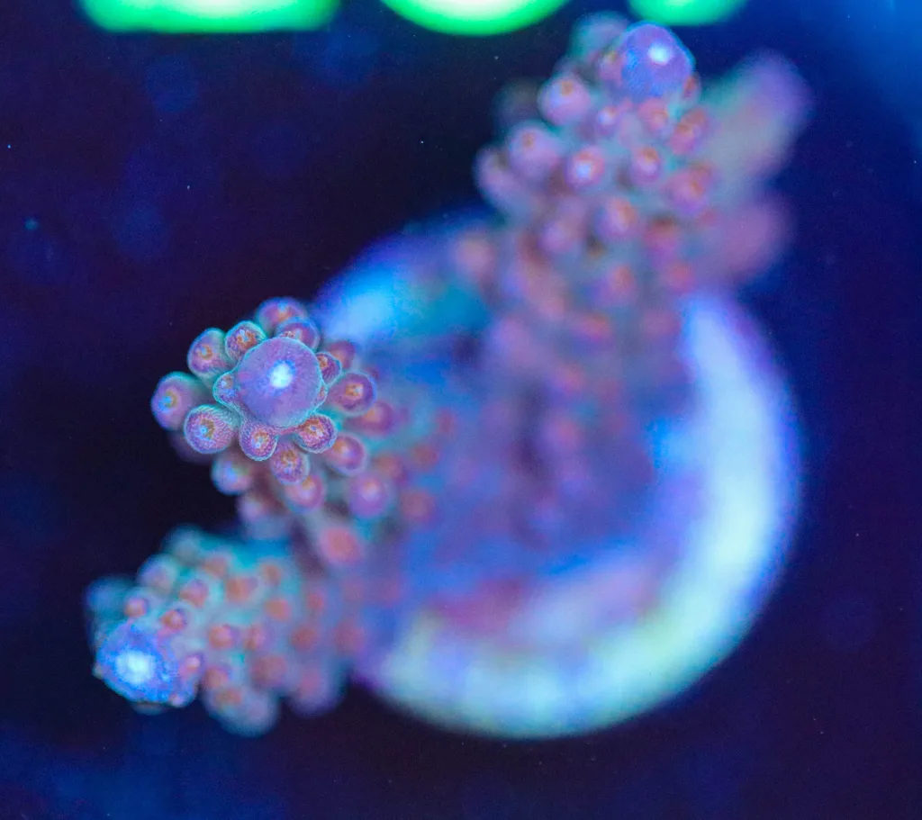Frag Box Corals