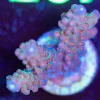 Wysiwyg Acropora Frag [F202]