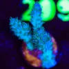 Wysiwyg Sub Zero Acropora Frag [F204]