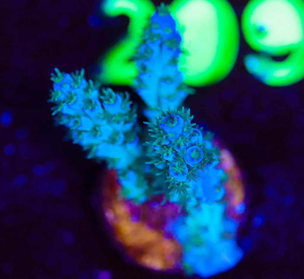 Frag Box Corals