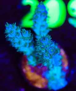 Wysiwyg Sub Zero Acropora Frag [F204]