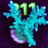 Wysiwyg ORA Hawkins Enchinata Frag *Mini Colon Size* [F206] * Free shipping ! Minimum $199 livestock spend*
