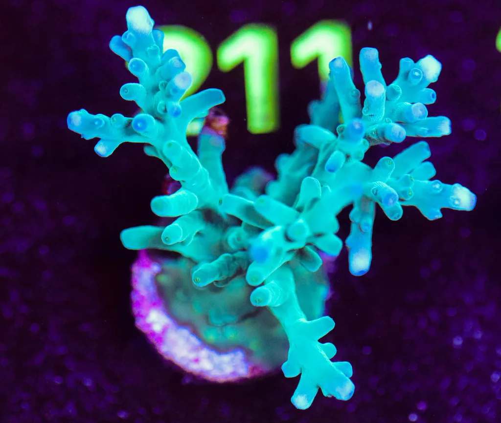 Frag Box Corals
