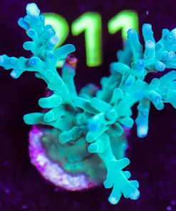 Wysiwyg ORA Hawkins Enchinata Frag *Mini Colon Size* [F206] * Free shipping ! Minimum $199 livestock spend*