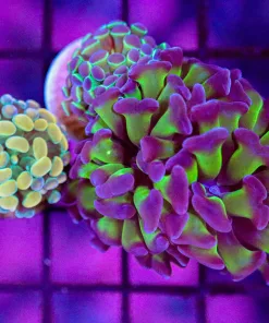 Wysiwyg Hammer Coral Trio Frag (C2)