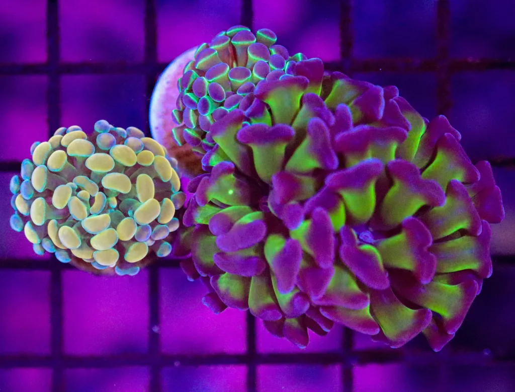Frag Box Corals