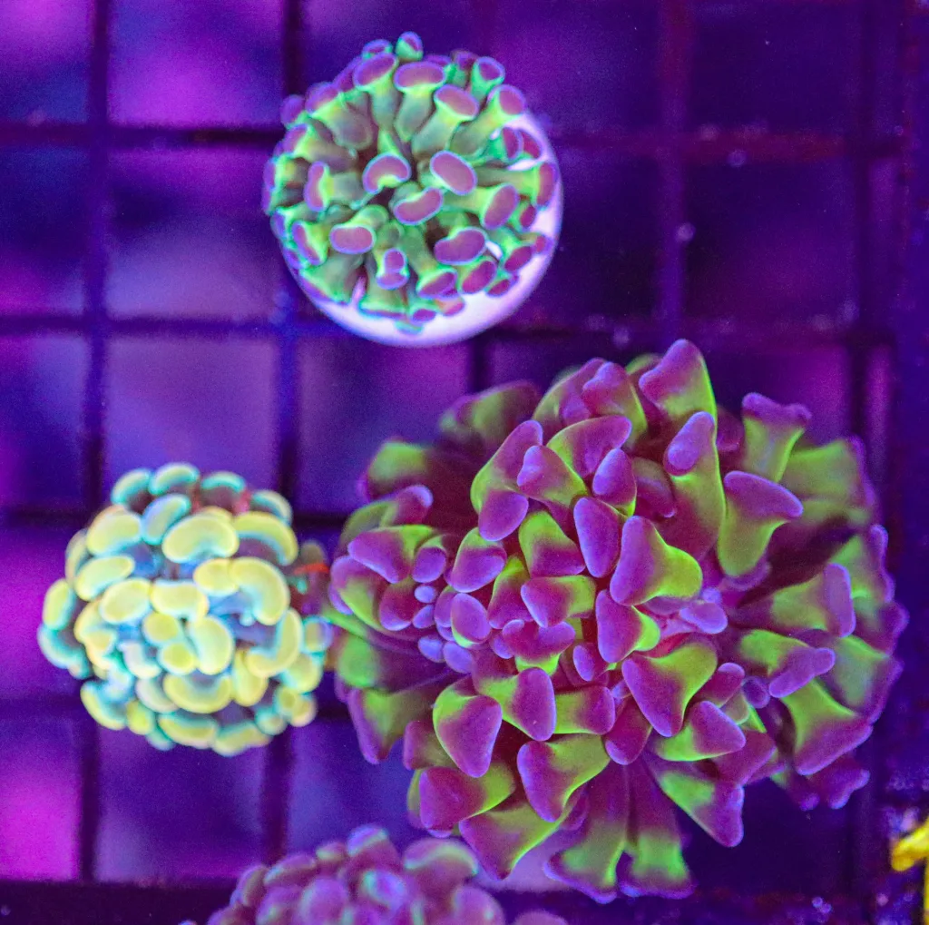 Frag Box Corals