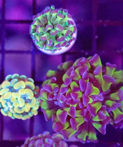 Wysiwyg Hammer Coral Trio Frag  (C8)