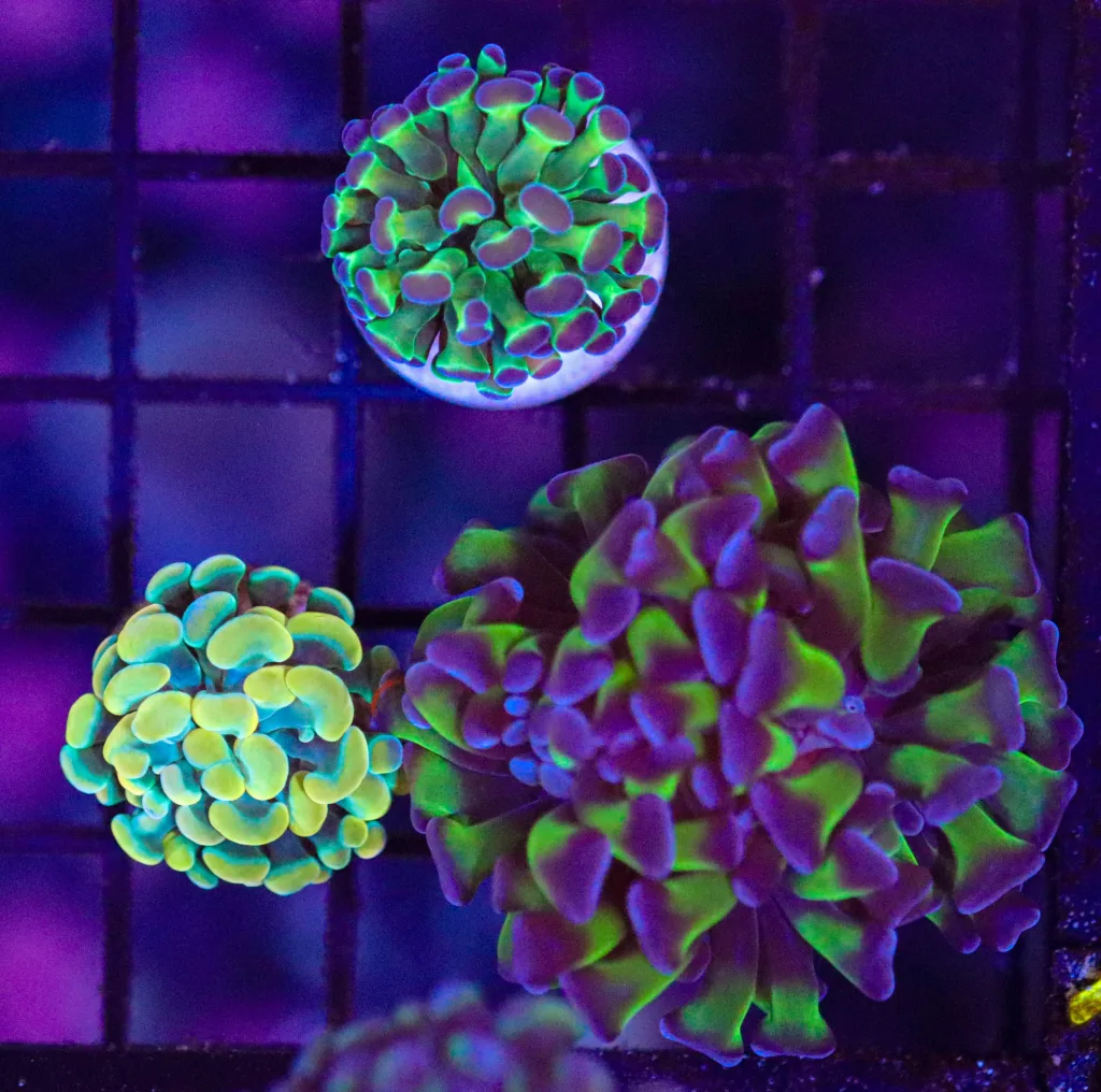 Frag Box Corals