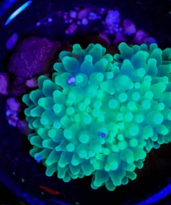 Wysiwyg Green Bubbletip Anemone (C17)