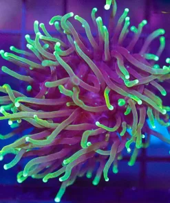 Wysiwyg Dragon Soul Torch Coral Frag (C30)