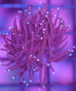 WYSIWYG Torch Frag (C31)