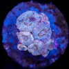 Wysiwyg Acan Coral Mini Colony (C62) **Slight Tissue Damage**