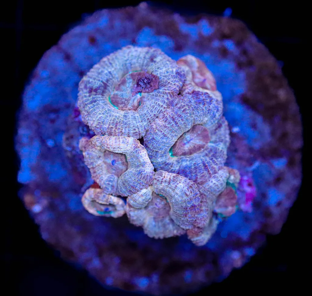 Frag Box Corals