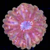 Wysiwyg Cynarina Coral (C66)