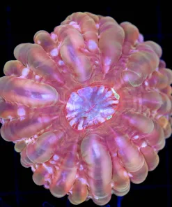 Wysiwyg Cynarina Coral (C66)