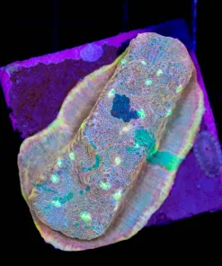 Wysiwyg Marbled Chalice Coral (C73)