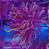 Wysiwyg Gold Torch Coral (C90)