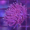 Wysiwyg Torch Coral Frag (C14)