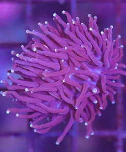 Wysiwyg Torch Coral Frag (C14)