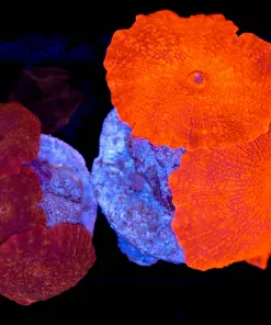 Wysiwyg Discosoma Mushroom Duo (C98)