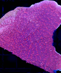 Wysiwyg Red Roses Plating Montipora Coral (C100)