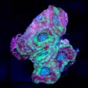 Wysiwyg Acan Coral (C121)