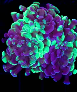 Wysiwyg Splattered Hammer Coral (C126)