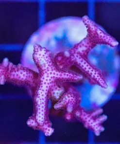 Wysiwyg Pink Birdsnest Frag (C154)