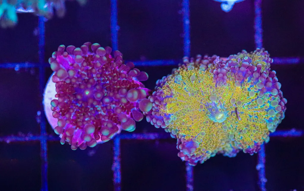 Frag Box Corals
