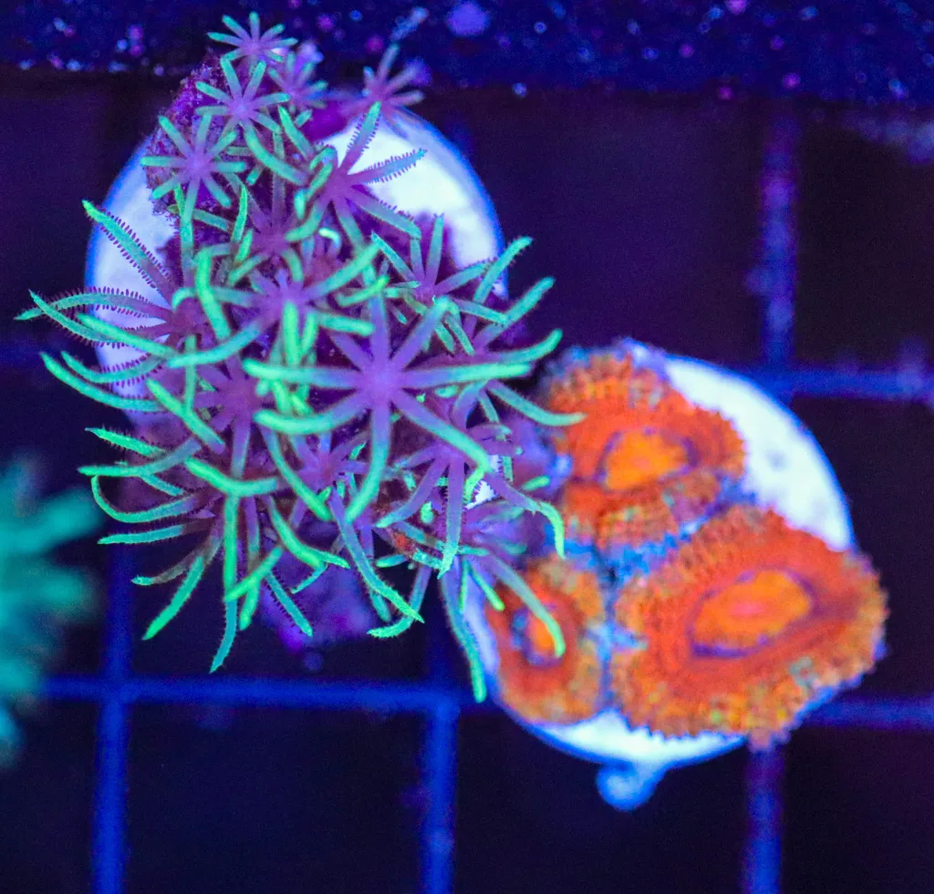 Frag Box Corals
