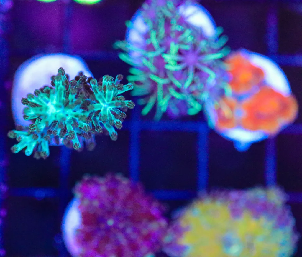 Frag Box Corals
