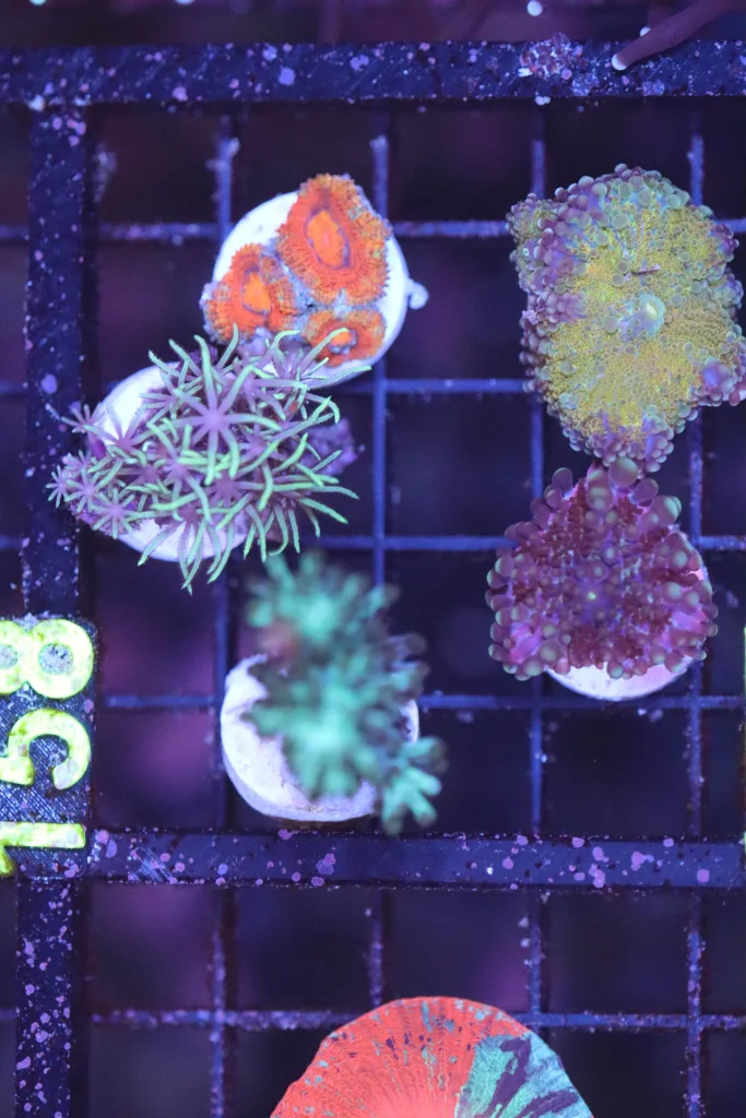 Frag Box Corals