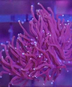 Wysiwyg Torch Coral Frag (C22)