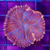 Wyswiyg XL Fire Rim Rhodactis Mushroom Coral (C54)