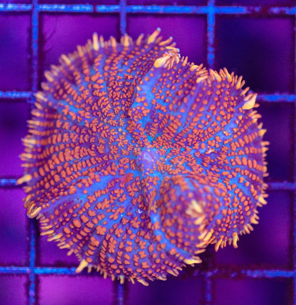 Frag Box Corals