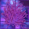 Wysiwyg Torch Coral Frag (C61)