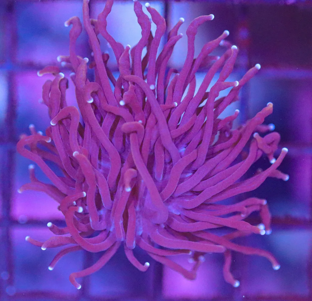 Frag Box Corals