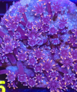 Wysiwyg Clove Polyp Colony  (C95)