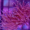 WYSIWYG Torch Coral (C10)
