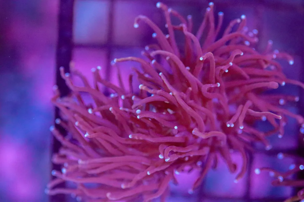 Frag Box Corals
