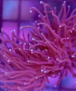 WYSIWYG Torch Coral (C10)