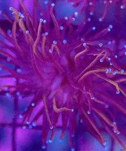 Wysiwyg Torch Coral Frag (C9)