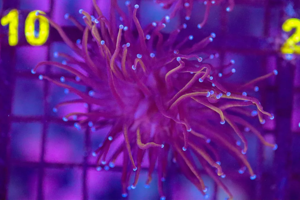 Frag Box Corals