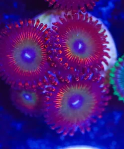 Candy Zoanthid Frag (Row #2)