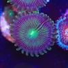 Milkyway Zoanthid Frag(Row #7)
