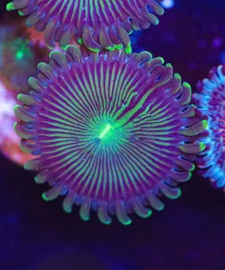 Milkyway Zoanthid Frag(Row #7)
