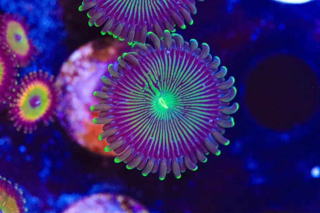 Frag Box Corals