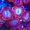 Blue Blood Zoanthid – XL Heads 4-6 / Frag (Row #9)